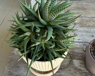 Haworthia Fasciata Zebra Plant