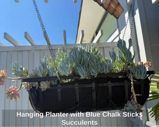 Hanging Planter with Blue Chalk Sticks Succulents