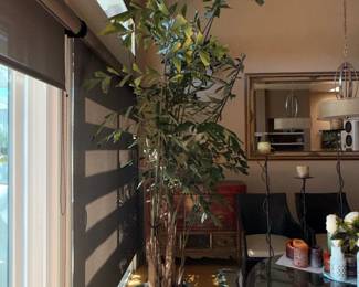 Fishtail Palm Caryota mitis