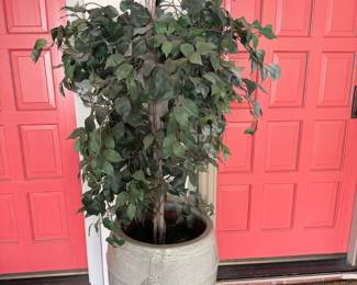 Large Ficus Tree in Textured Ceramic Pot