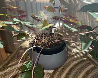 Oxalis triangularis Purple Shamrock