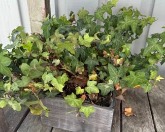 Rustic Wooden Planter with English Ivy