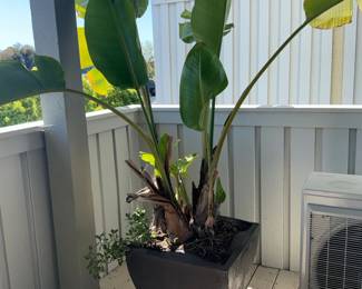 Bird of Paradise Plant Strelitzia reginae in Square Planter
