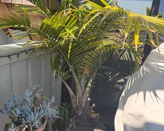 Kentia Palm Howea forsteriana