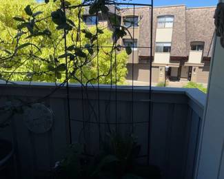 Metal Garden Trellis with Climbing Plant and Thermometer