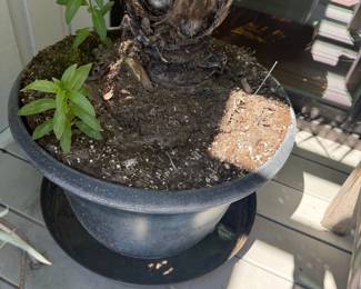 Potted Palm Tree with New Growth