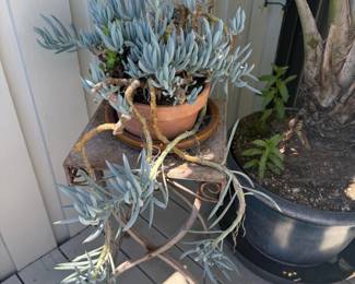Senecio mandraliscae Blue Chalk Sticks