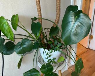 Monstera Deliciosa Plant