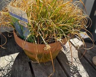 Blue Grape Hyacinth Muscari