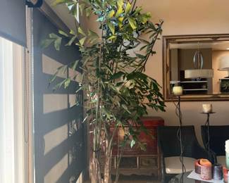 Fishtail Palm Caryota mitis B