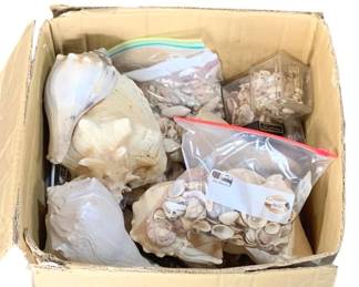 903 - Box of Seashells