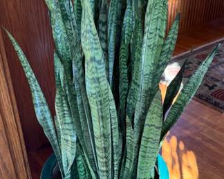 Love this plant and pot