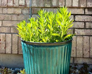 Plant in Planter