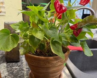 Plants, indoor and outdoor