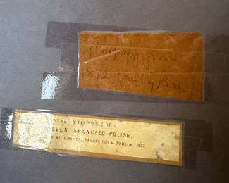 #112- $46 - 1872 Chicken print of silver spancled polish