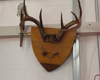 Vintage 9 Point Antler Mount
