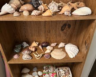 Assorted shells