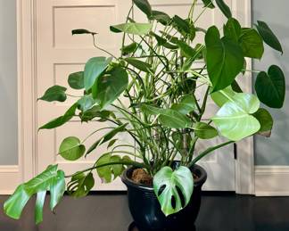 House Plant