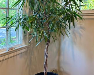Ficus Plant in Wicker Basket