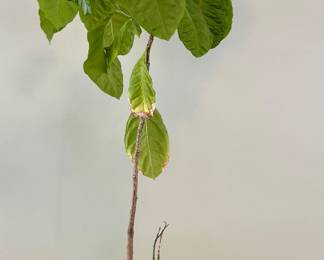 Lemon Tree