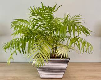 House Plant