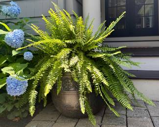(2) Planters with Ferns
