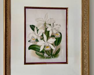"White Orchid" Botanical Print