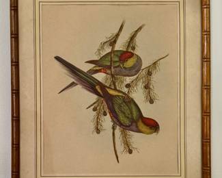John Gould "Red Capped Parakeets" Framed Art