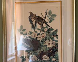 Framed Audubon mourning dove bird print with magnolias