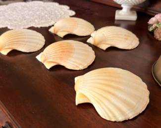 Large natural scallop shells decorative collection