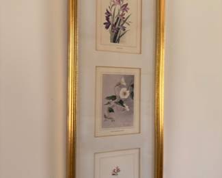 Framed botanical prints in gold frame