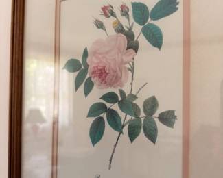 Framed pink rose botanical print