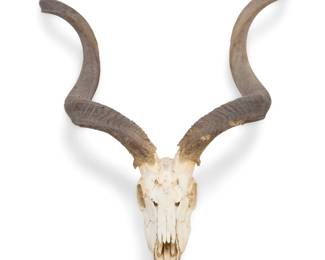1086 A Greater Kudu skull and horn taxidermy mount 20th century The skull of tragelaphus strepsiceros 51.5" H x 36.25" W x 10.75" D Estimate: $200 - $400