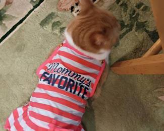 Kitty Lotus is Family Pet. NFS