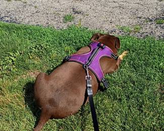 Zelda Enjoying the Cool Grass, NFS