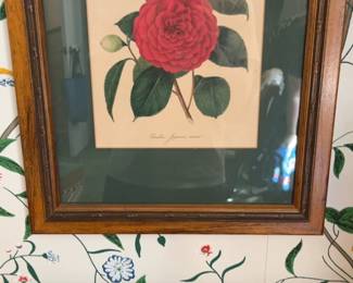 Vintage Botanical Camellia Japonica Framed Print