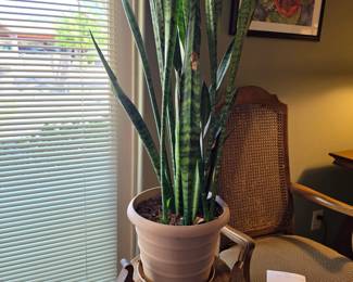 Large Snake Plant Sansevieria in Pot Indoor Houseplant Mother In Law Tongue