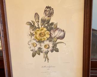 Botanical Print - Pierre-Joseph Redouté - Œillets et Églantiers (No. 60)