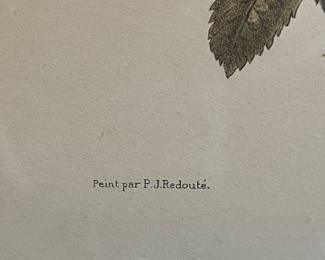 Peint par P.J. Redouté