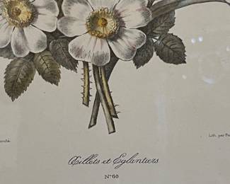 Botanical Print - Pierre-Joseph Redouté - Œillets et Églantiers (No. 60)