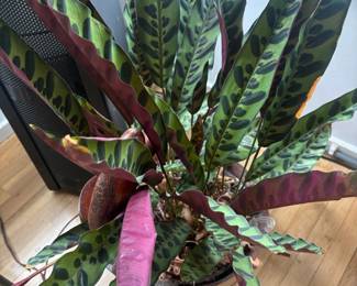 Potted Rattlesnake Plant