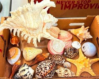 Sea Shells