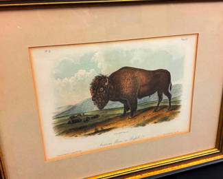 Framed Audubon Restike Etching