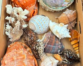 Sea Shells
