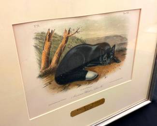 Framed Audubon Restike Etching