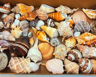 Sea Shells
