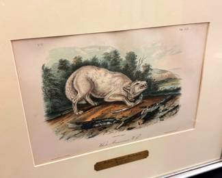 Framed Audubon Restike Etching