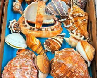 Sea Shells