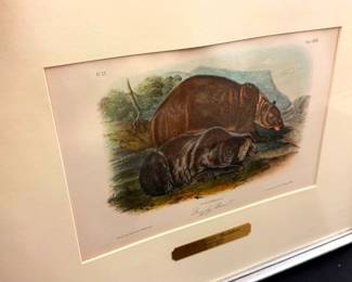 Framed Audubon Restike Etching