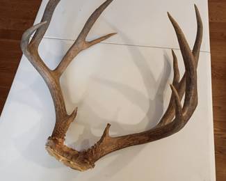 mule deer antlers